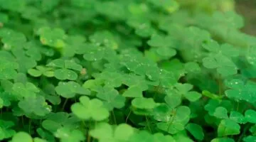 Aprire un Conto in Irlanda