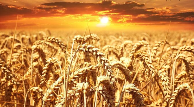 Prezzi materie prime, per il grano la Coldiretti lancia l'allarme sulle speculazioni